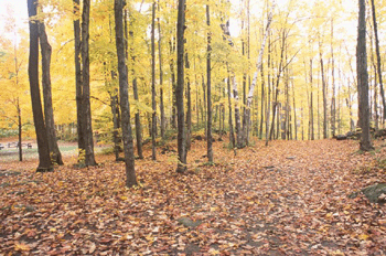 register.com/lib2/category1/autumn0004.gif
