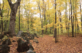 register.com/lib2/category1/autumn0005.gif