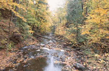 register.com/lib2/category1/autumn0008.gif