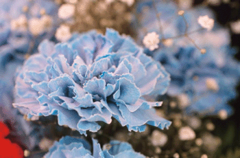 register.com/lib2/category1/blue0022.gif
