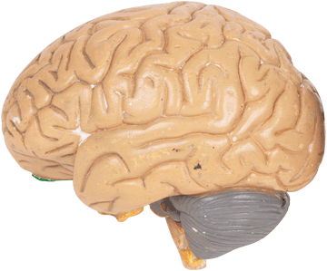 register.com/lib2/category13/brain0003.gif