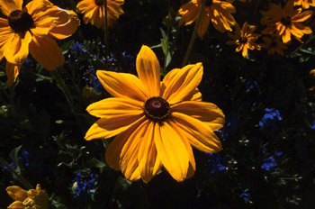 register.com/lib2/category14/Black-eyed0002.gif