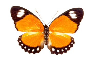 register.com/lib2/category14/animal0087.gif