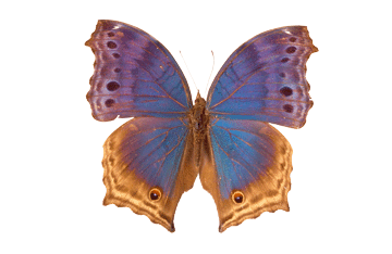 register.com/lib2/category14/animal0088.gif