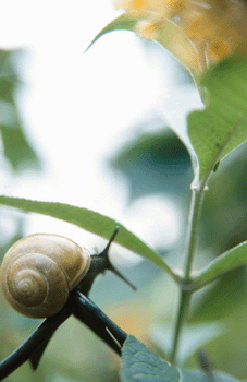 register.com/lib2/category14/antennae0001.gif