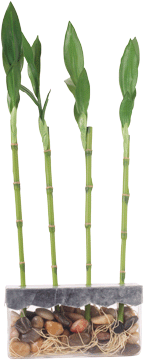 register.com/lib2/category14/bamboo0002.gif