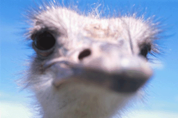 register.com/lib2/category14/beak0002.gif