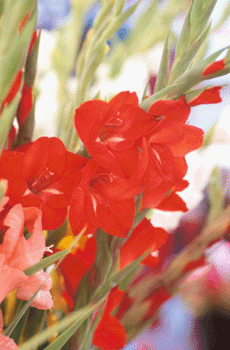 register.com/lib2/category14/bouquet0006.gif