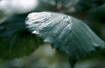 register.com/lib2/category14/dew0001.gif