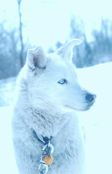 register.com/lib2/category14/dog0002.gif