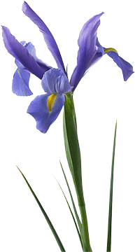 register.com/lib2/category14/florist0003.gif
