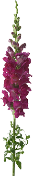 register.com/lib2/category14/florist0004.gif