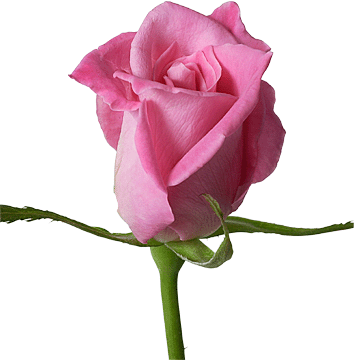 register.com/lib2/category14/florist0018.gif