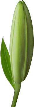 register.com/lib2/category14/florist0022.gif