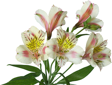 register.com/lib2/category14/florist0038.gif