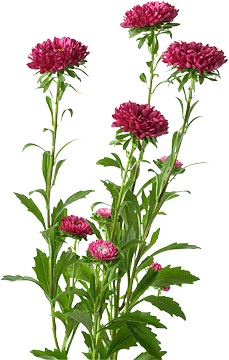 register.com/lib2/category14/florist0042.gif