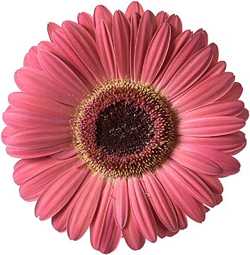 register.com/lib2/category14/florist0049.gif