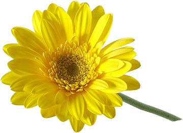 register.com/lib2/category14/florist0052.gif