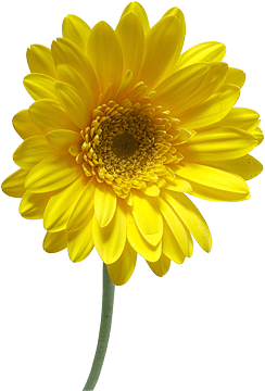 register.com/lib2/category14/florist0053.gif