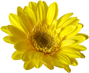 register.com/lib2/category14/florist0054.gif