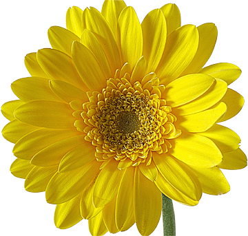 Alexandria Virginia Prenatal Yoga Classes