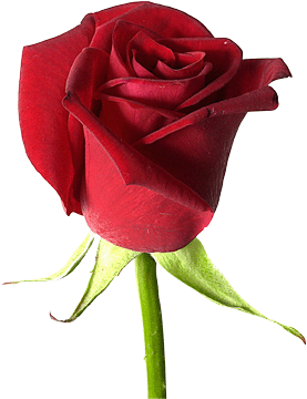 register.com/lib2/category14/florist0063.gif