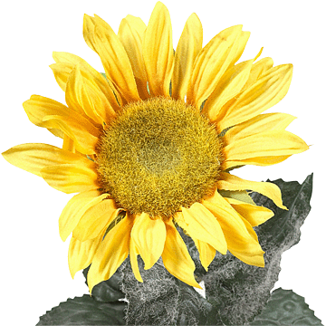 register.com/lib2/category14/flower0002.gif
