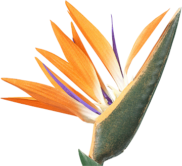 register.com/lib2/category14/flower0003.gif