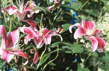 register.com/lib2/category14/flower0011.gif
