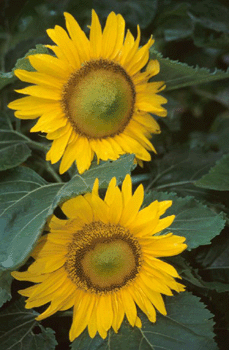 register.com/lib2/category14/flower0015.gif