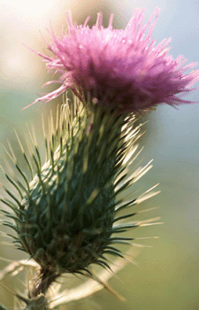 register.com/lib2/category14/green0005.gif