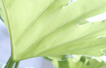 register.com/lib2/category14/green0006.gif