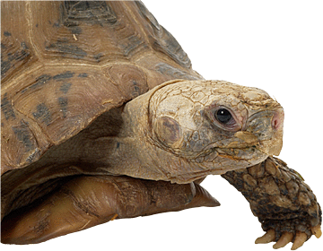 register.com/lib2/category14/petstore0071.gif