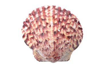register.com/lib2/category14/seashell0004.gif
