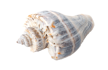 register.com/lib2/category14/seashell0005.gif