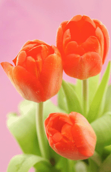 register.com/lib2/category14/tulip0001.gif