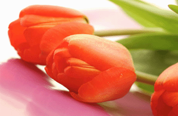 register.com/lib2/category14/tulip0002.gif