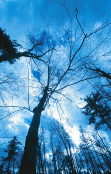 register.com/lib2/category22/autumn0015.gif