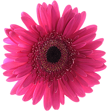 register.com/lib2/category22/florist0056.gif