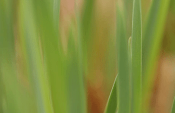 register.com/lib2/category22/grass0002.gif
