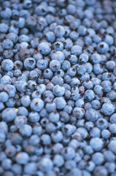 register.com/lib2/category8/berries0002.gif