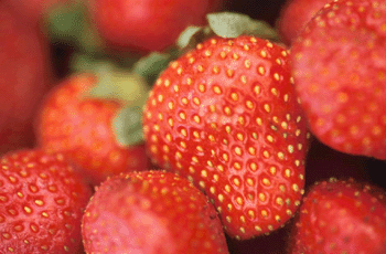 register.com/lib2/category8/berries0003.gif